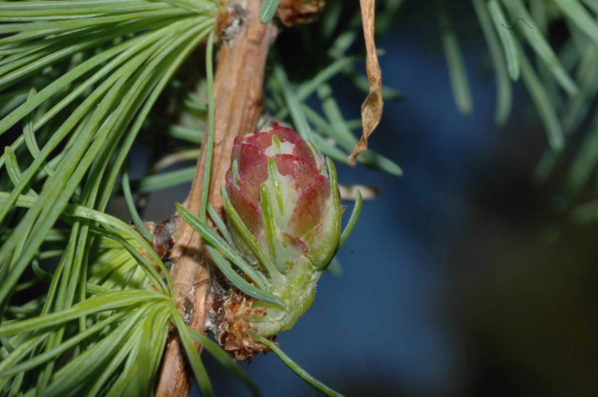 Pinaceae Larix laricina