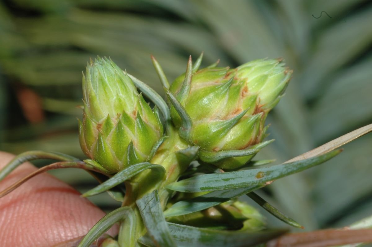 Cupressaceae Cunninghamia lanceolata