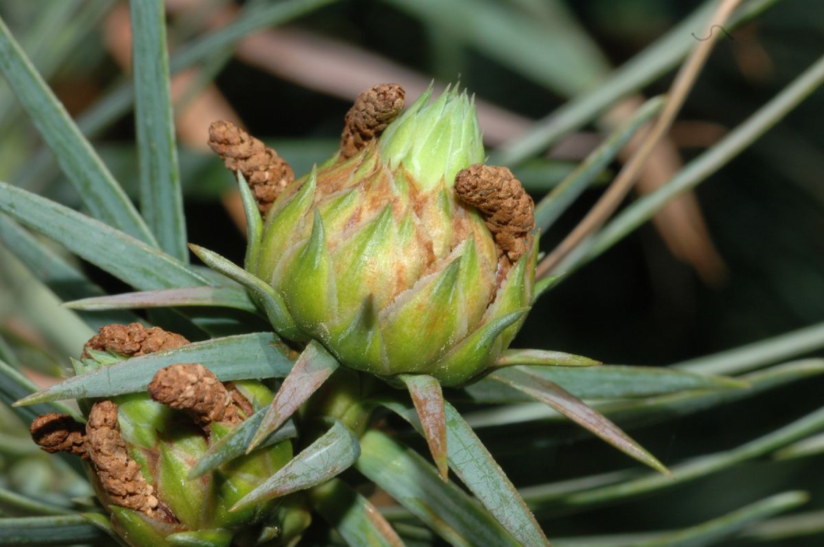 Cupressaceae Cunninghamia lanceolata