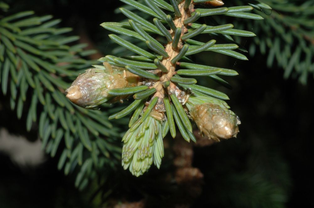 Pinaceae Picea asperata