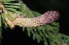 image of Picea asperata