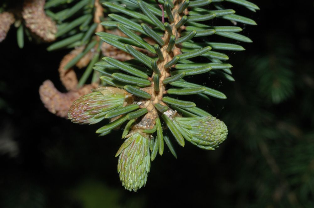 Pinaceae Picea asperata