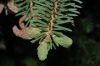 image of Picea asperata