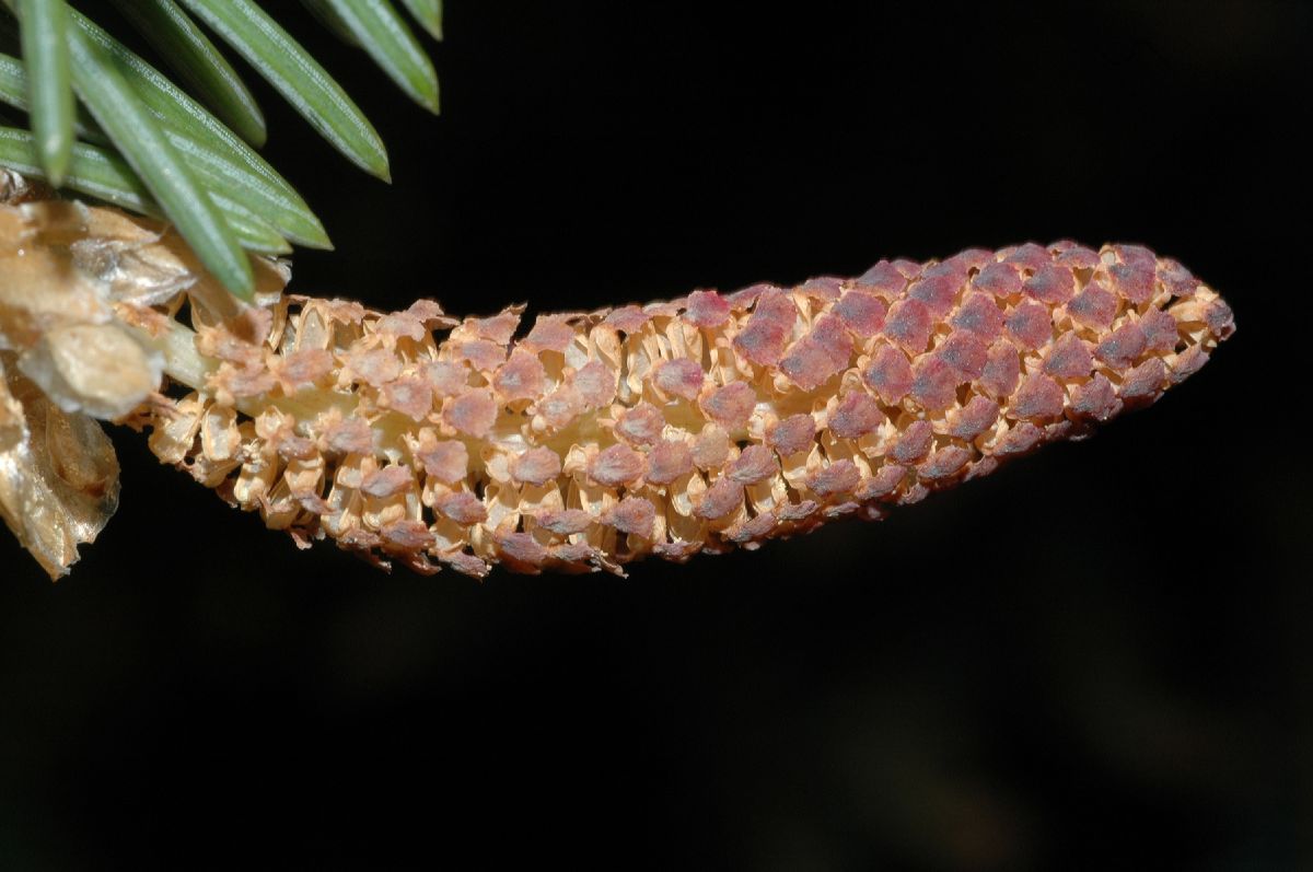 Pinaceae Picea asperata