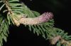 image of Picea asperata