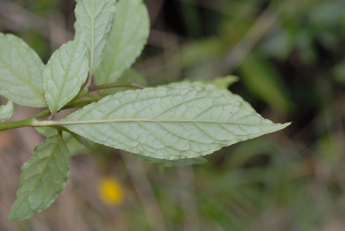 Polygalaceae Monnina 