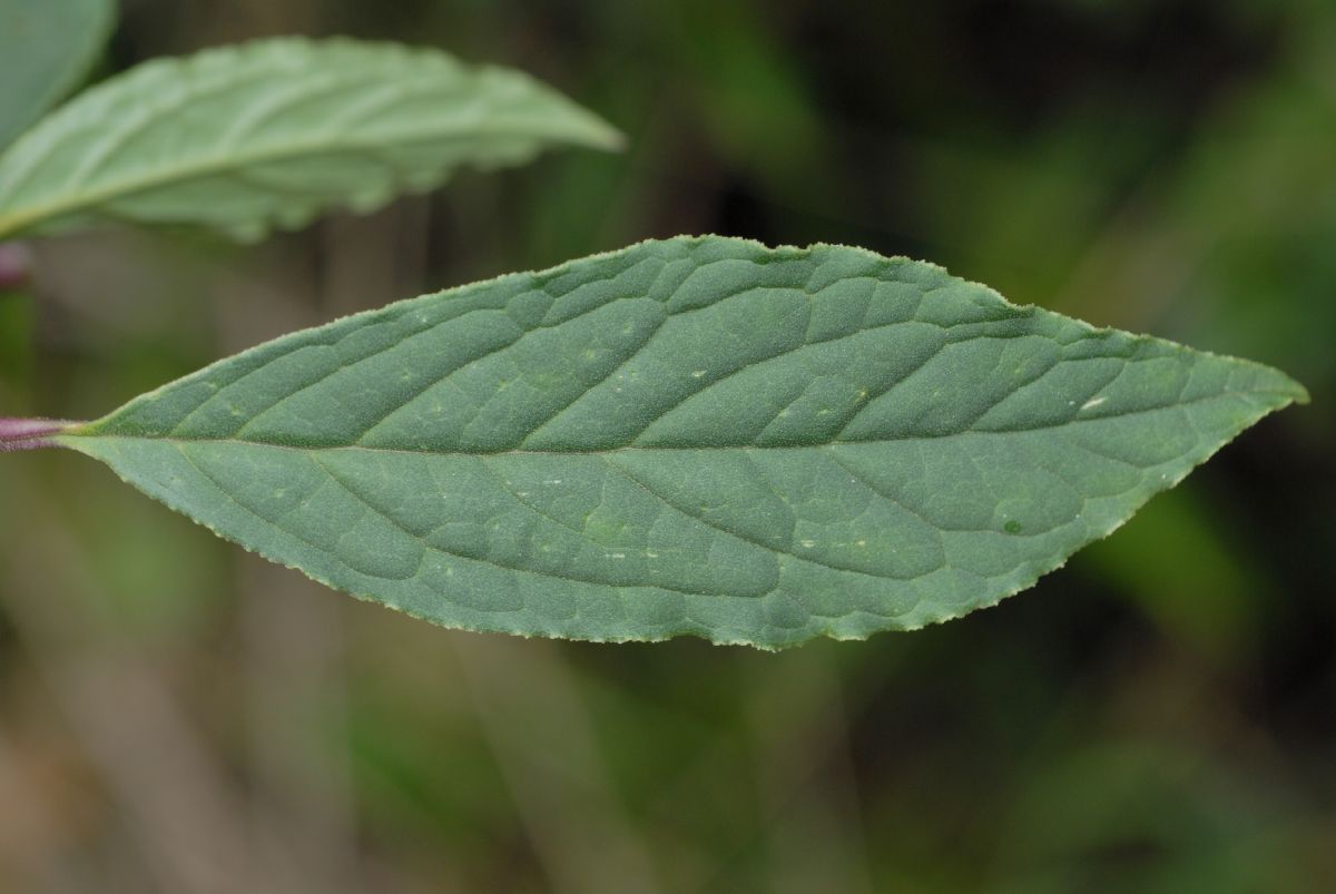 Polygalaceae Monnina 