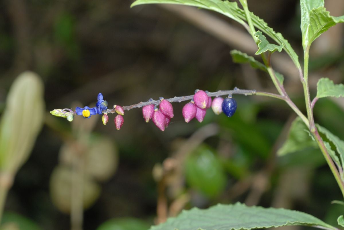 Polygalaceae Monnina 