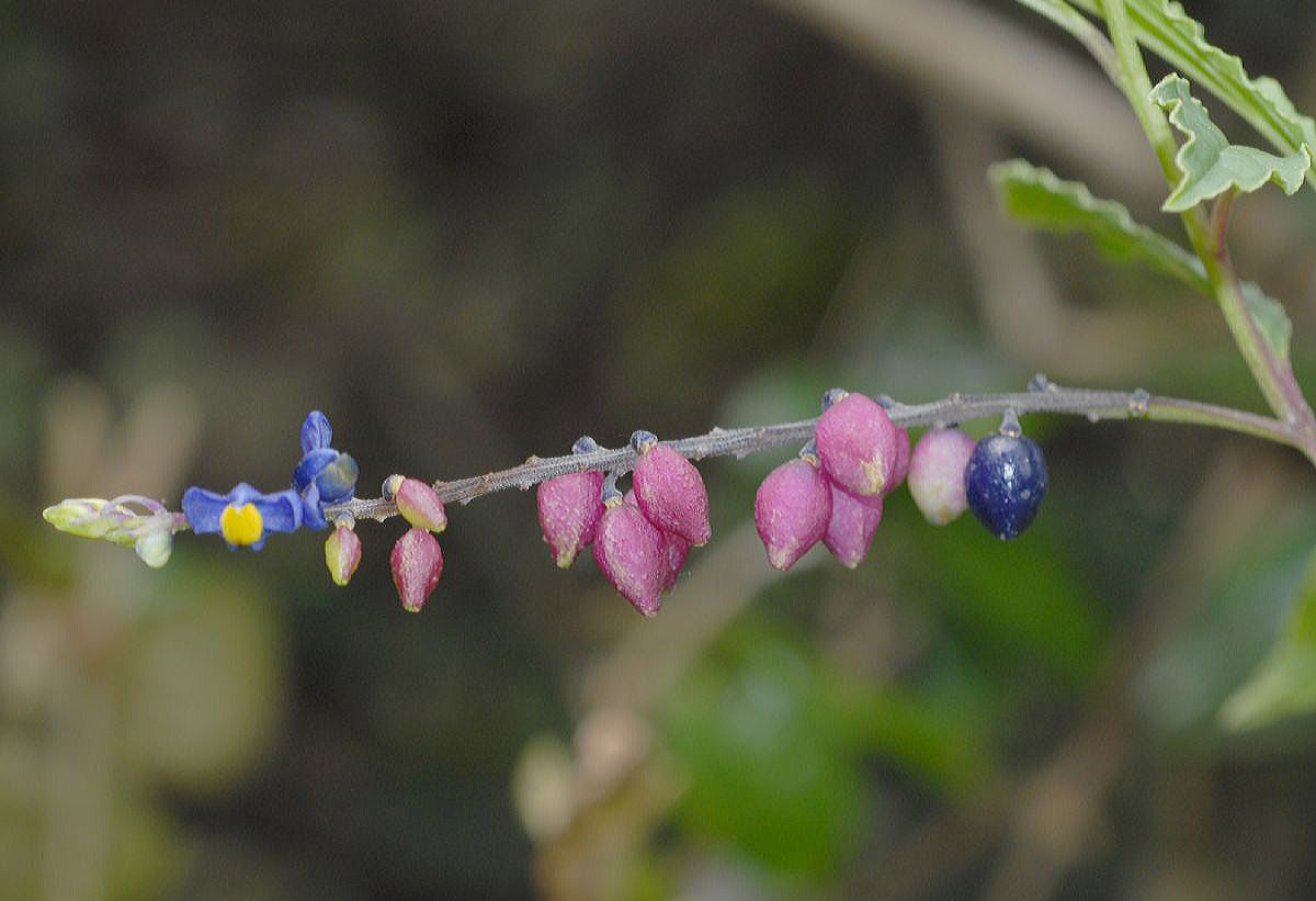 Polygalaceae Monnina 