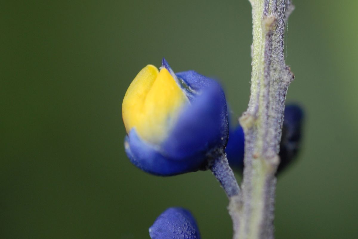Polygalaceae Monnina 