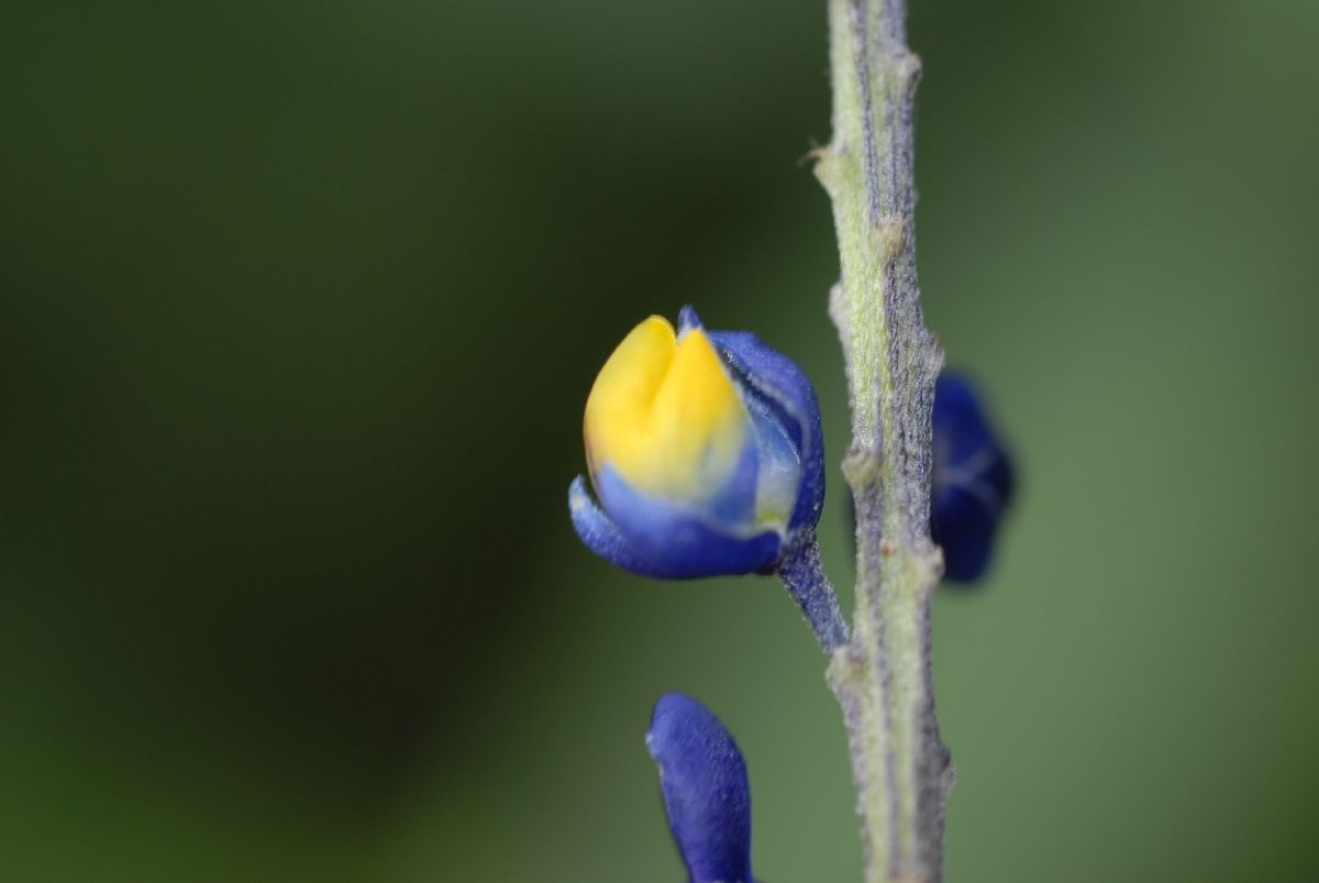 Polygalaceae Monnina 