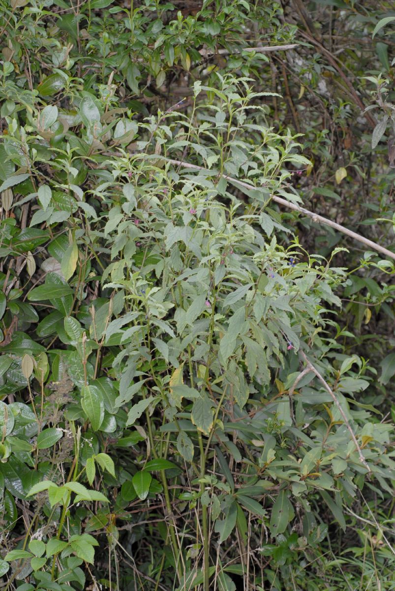 Polygalaceae Monnina 