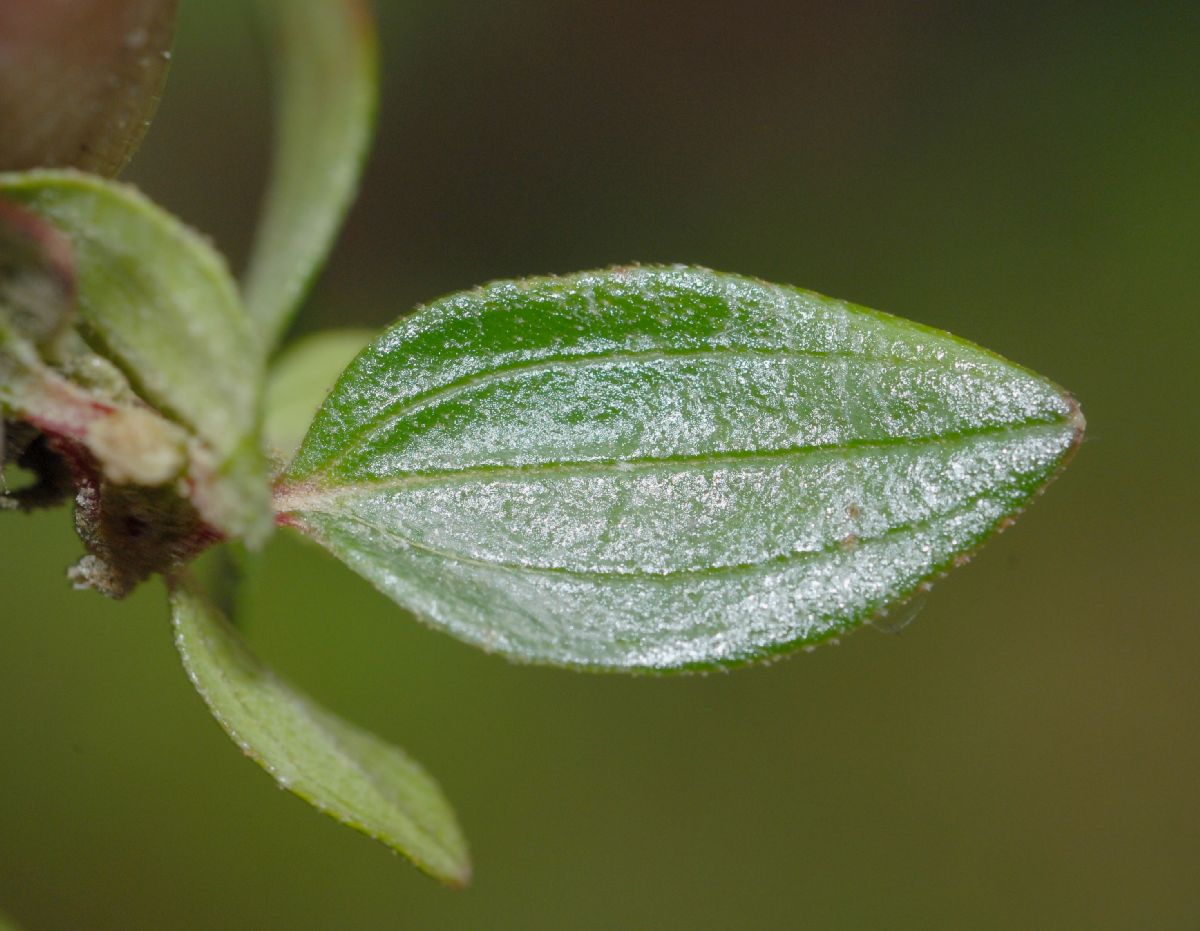 Melastomataceae Monochaetum 