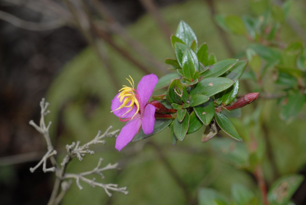 Melastomataceae Monochaetum 