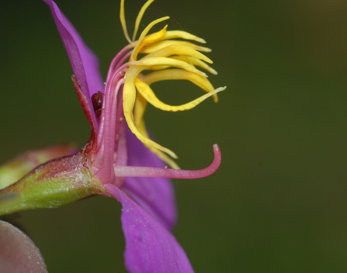 Melastomataceae Monochaetum 