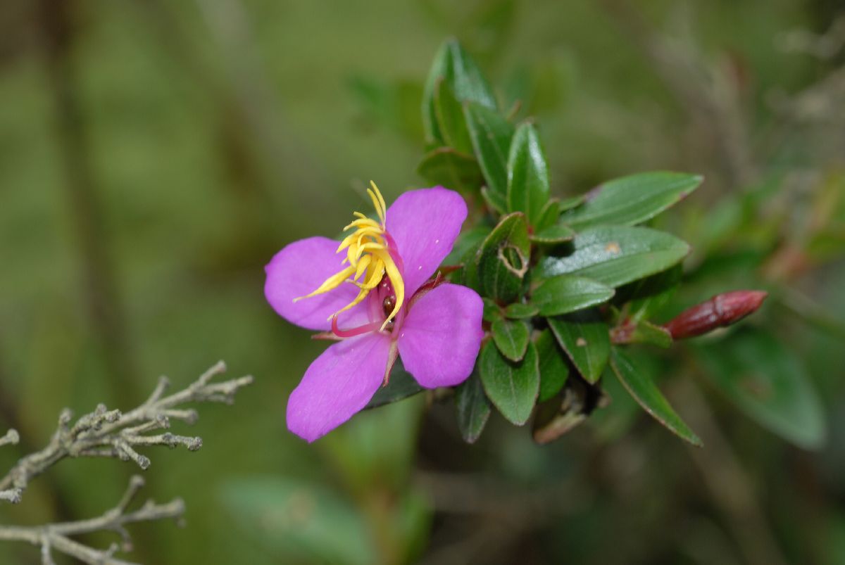 Melastomataceae Monochaetum 