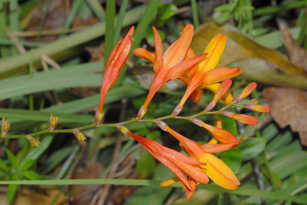 Iridaceae Olsynium chrysochromum