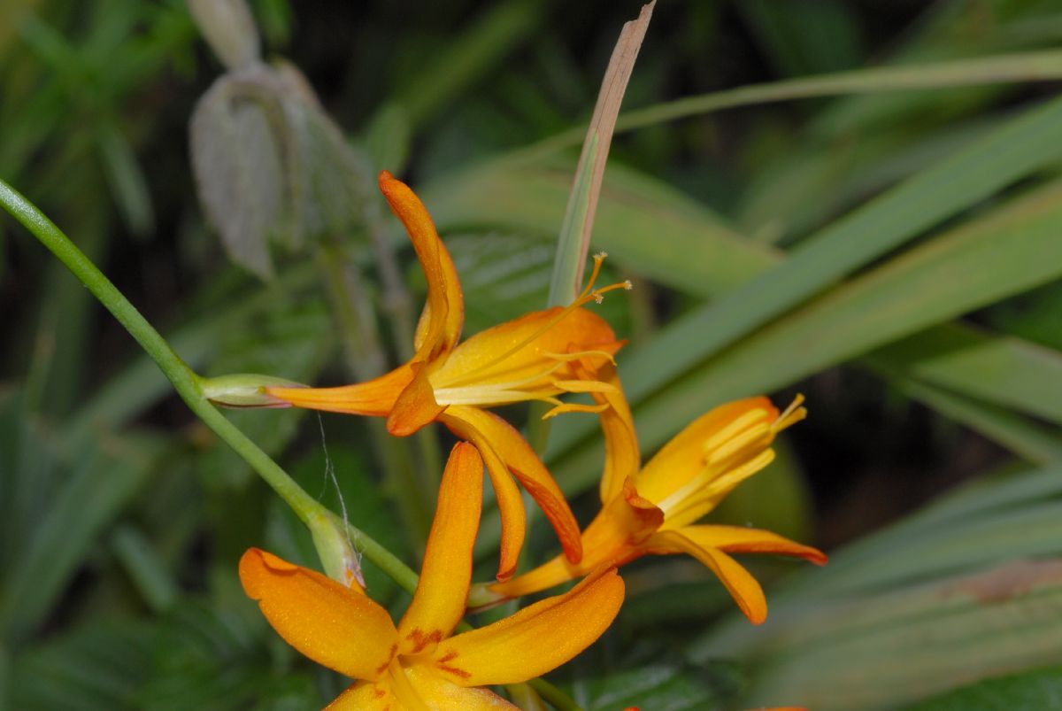 Iridaceae Olsynium chrysochromum