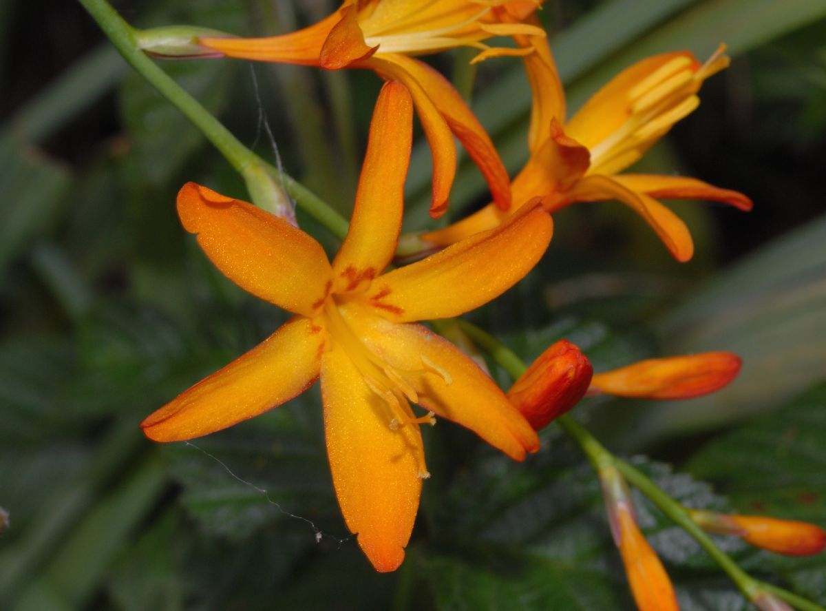 Iridaceae Olsynium chrysochromum