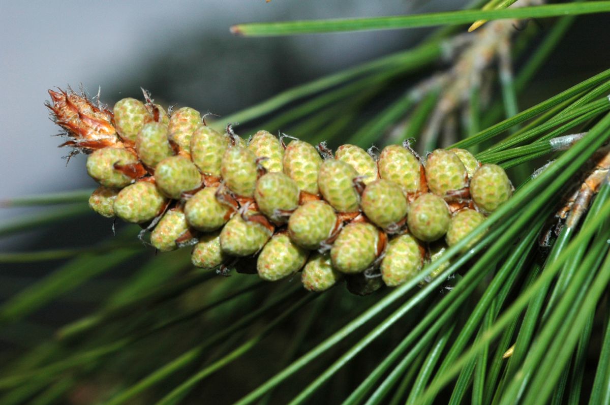 Pinaceae Pinus brutia