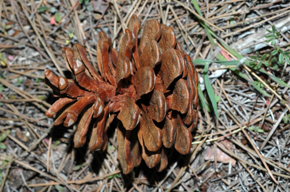 Pinaceae Pinus brutia