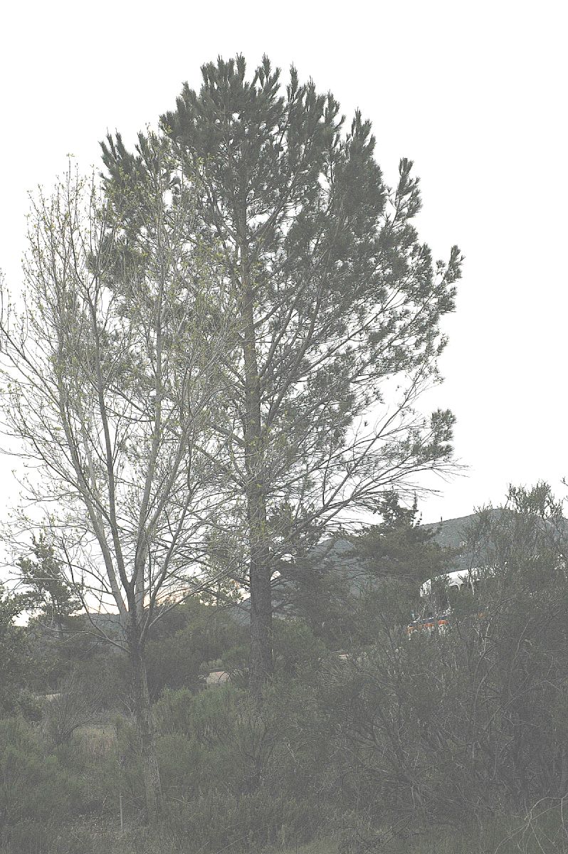 Pinaceae Pinus brutia