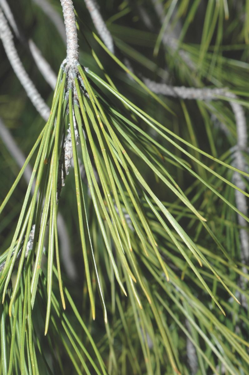 Pinaceae Pinus brutia