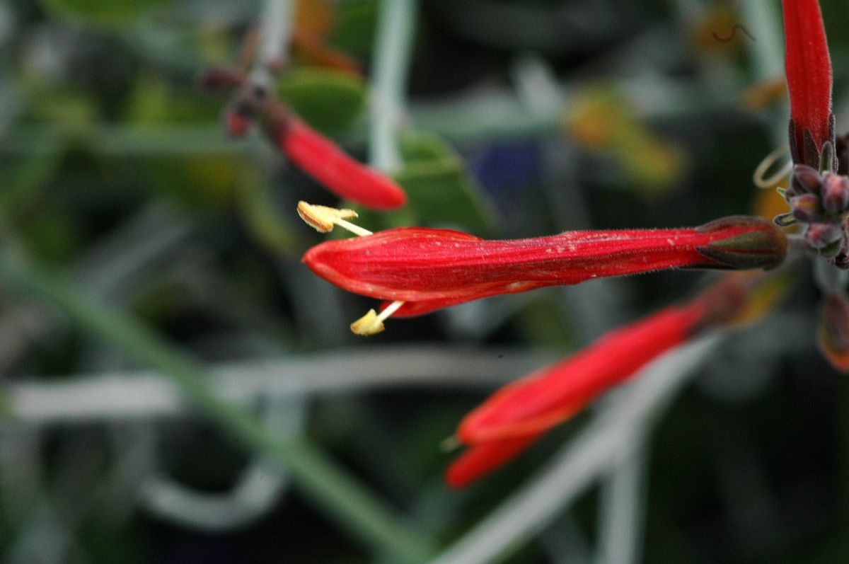 Acanthaceae Justicia californica