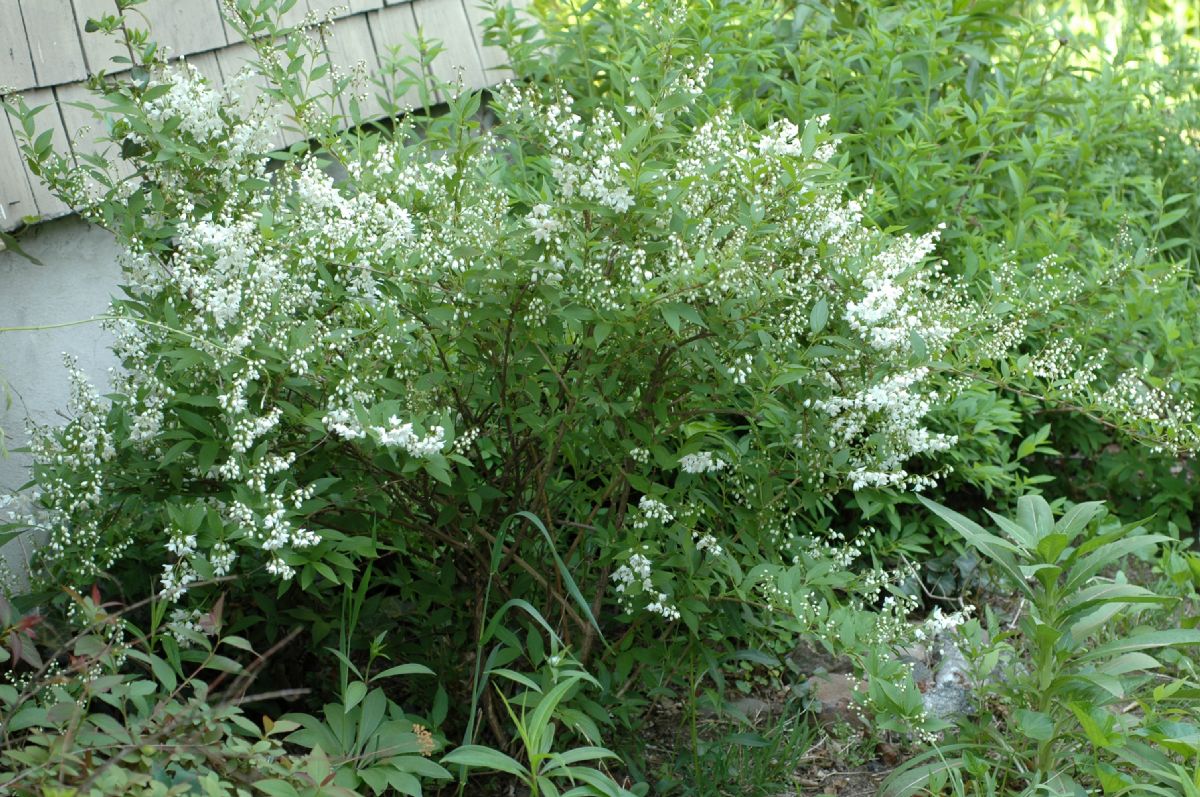 Hydrangeaceae Deutzia gracilis