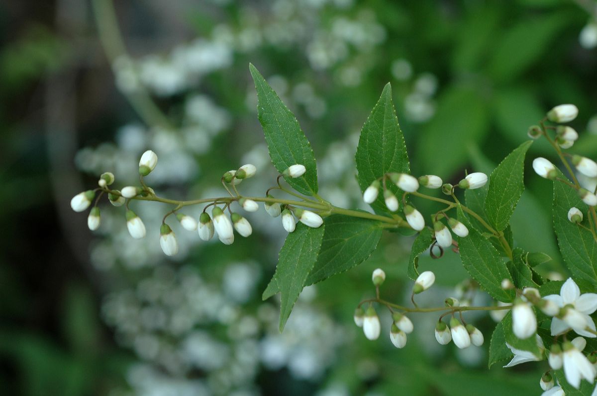 Hydrangeaceae Deutzia gracilis