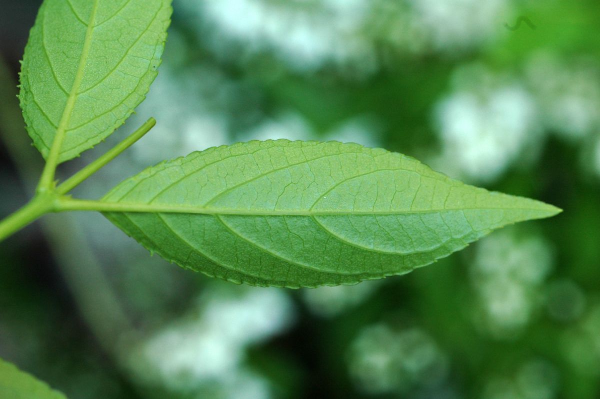 Hydrangeaceae Deutzia gracilis