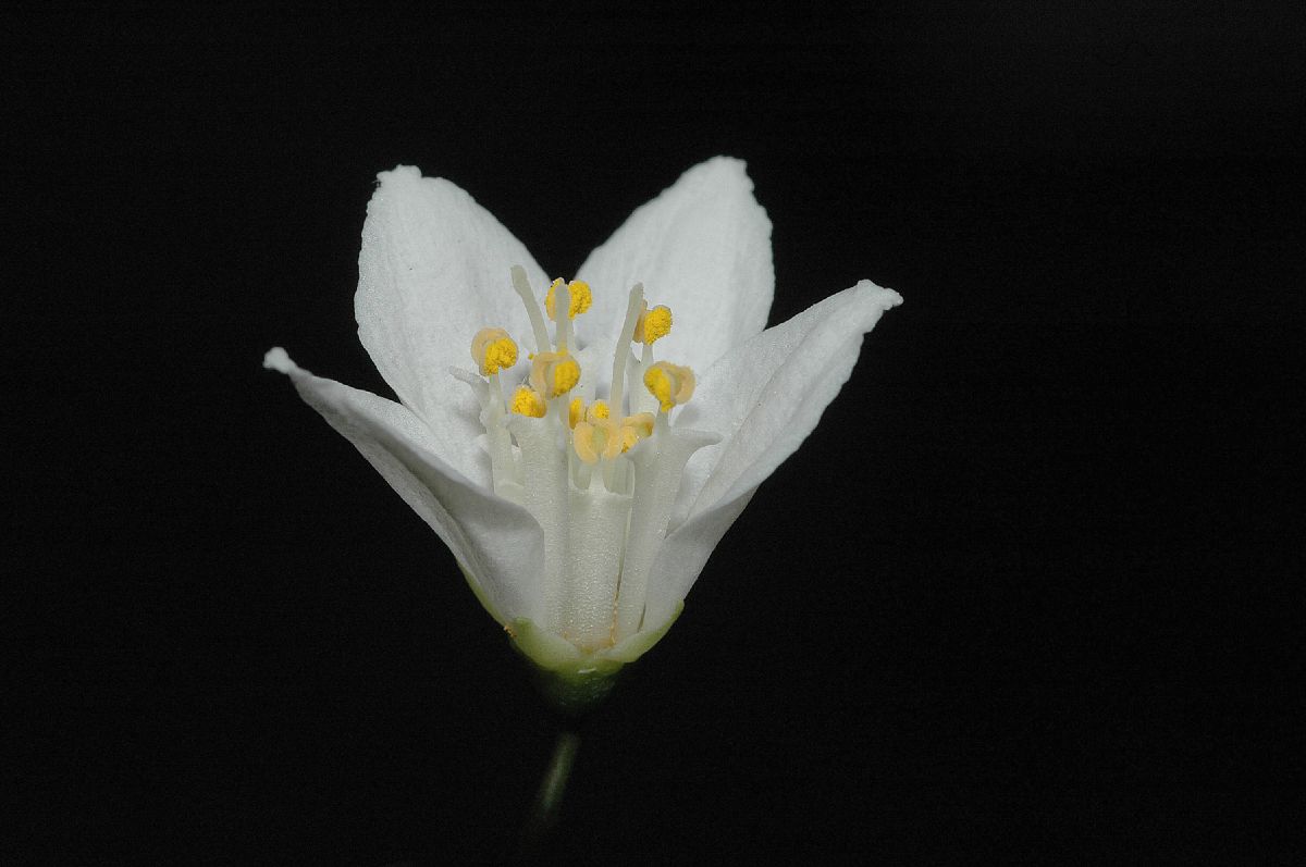 Hydrangeaceae Deutzia gracilis