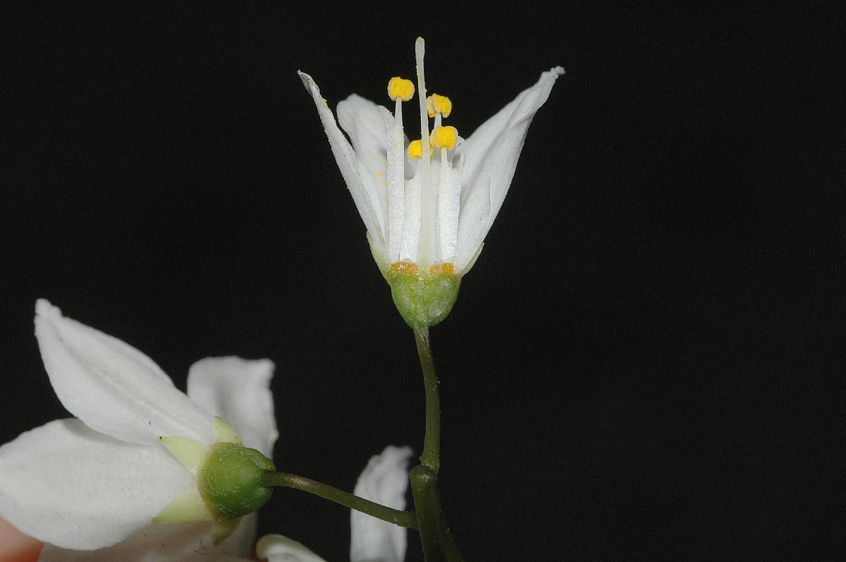 Hydrangeaceae Deutzia gracilis