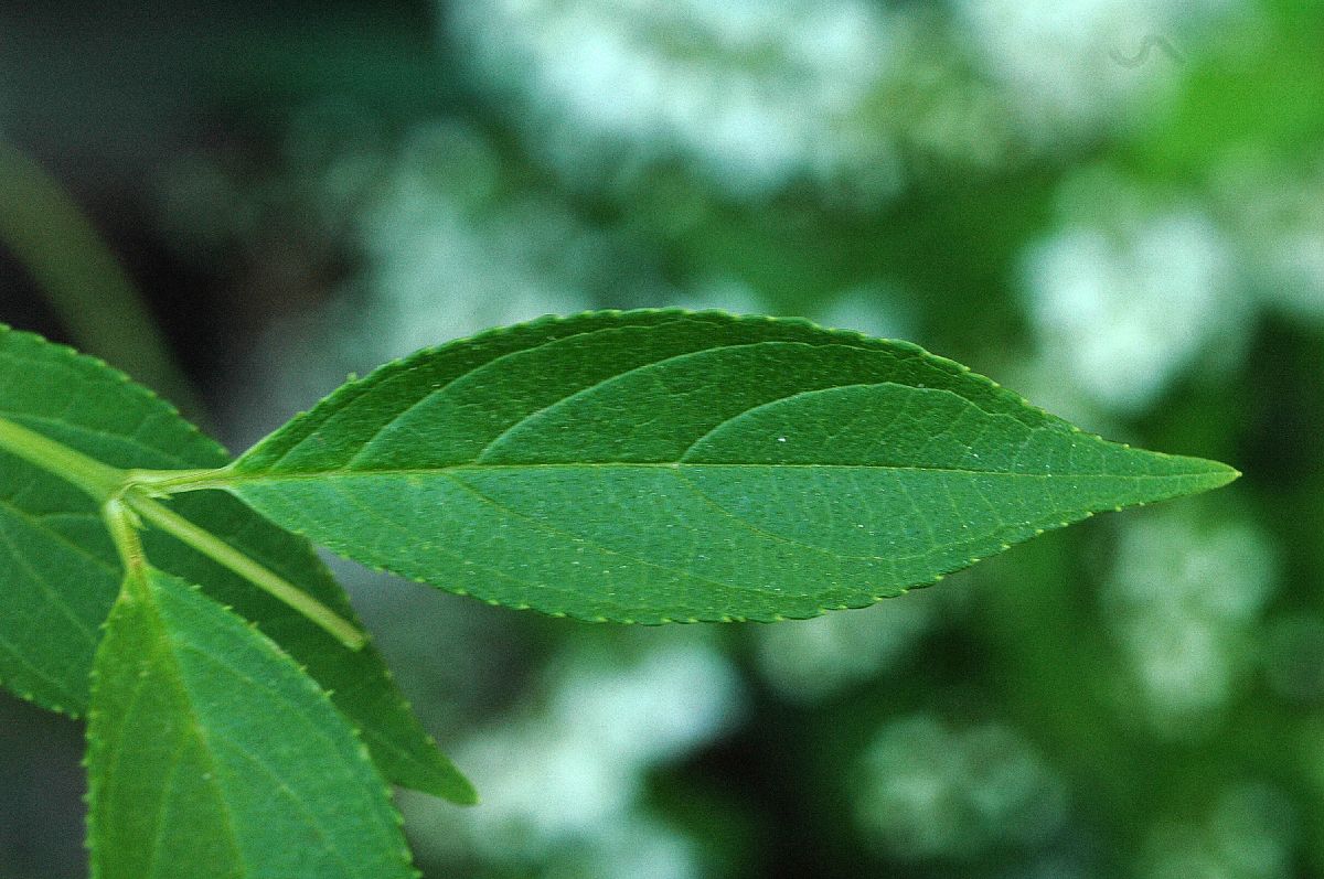 Hydrangeaceae Deutzia gracilis