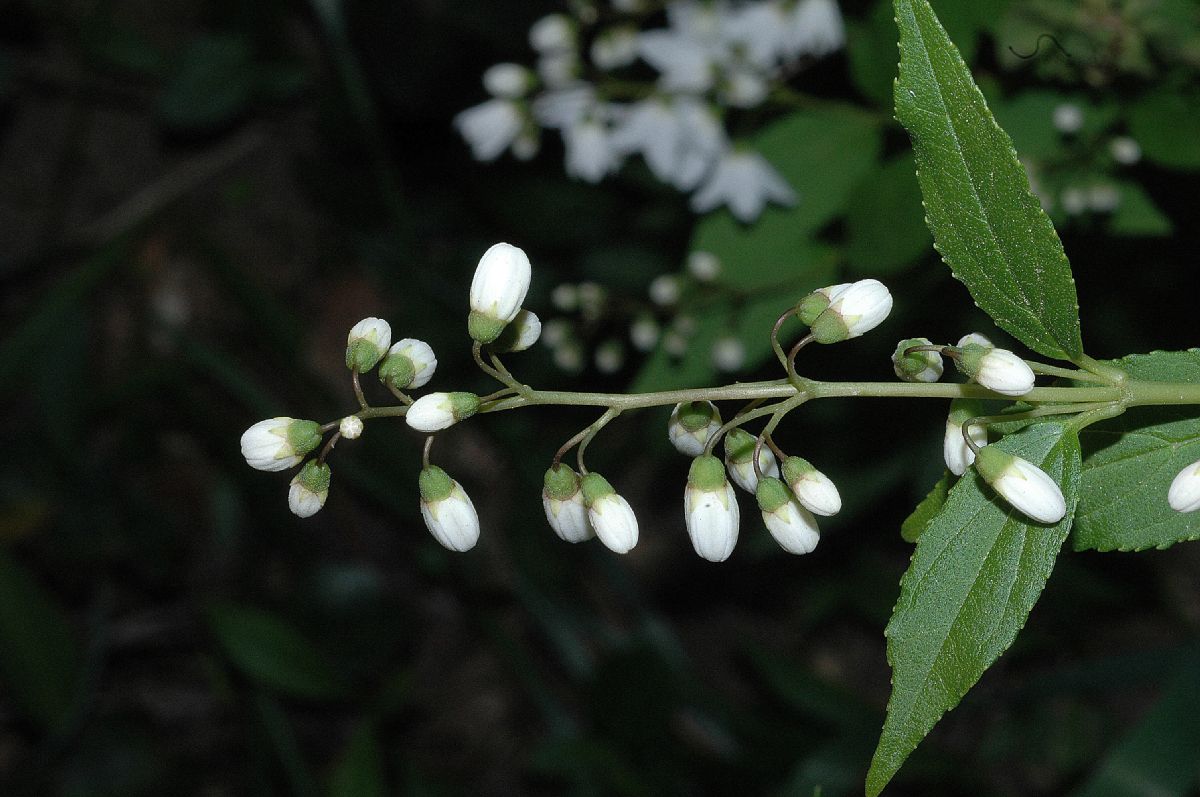 Hydrangeaceae Deutzia gracilis