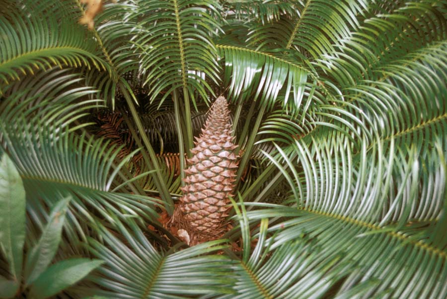 Zamiaceae Lepidozamia hopei