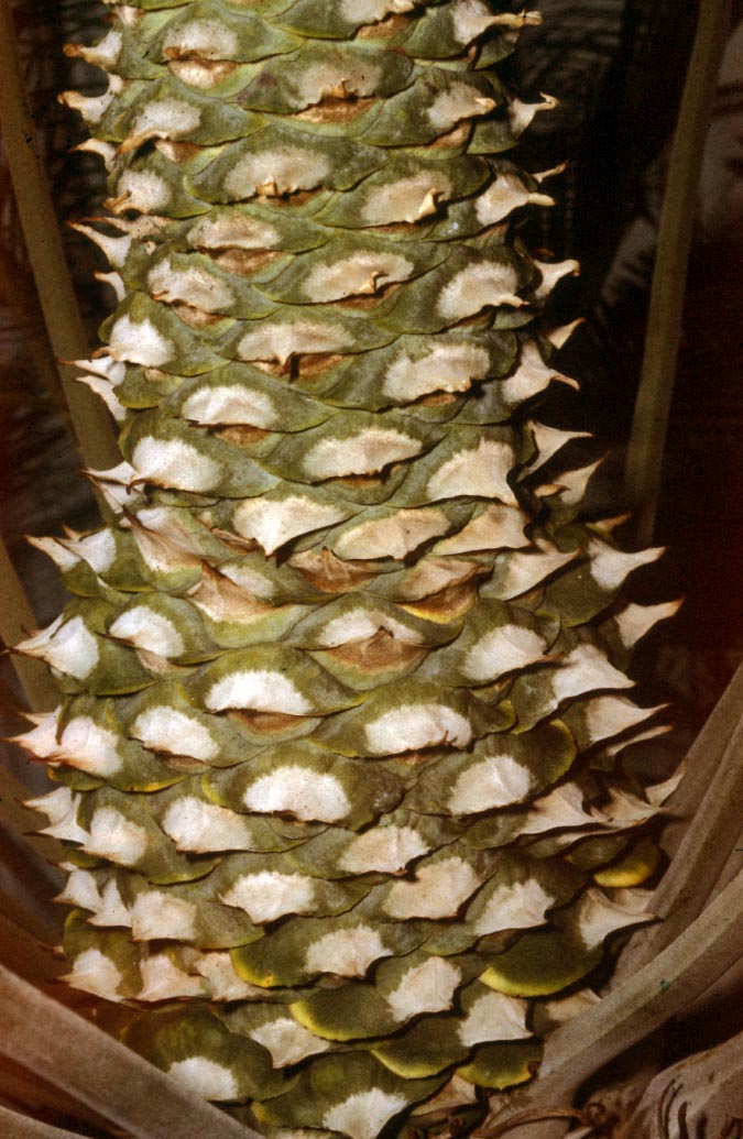 Zamiaceae Lepidozamia peroffskyana