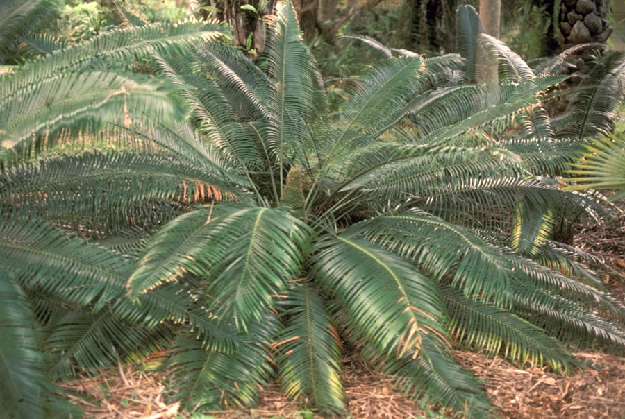 Zamiaceae Lepidozamia peroffskyana