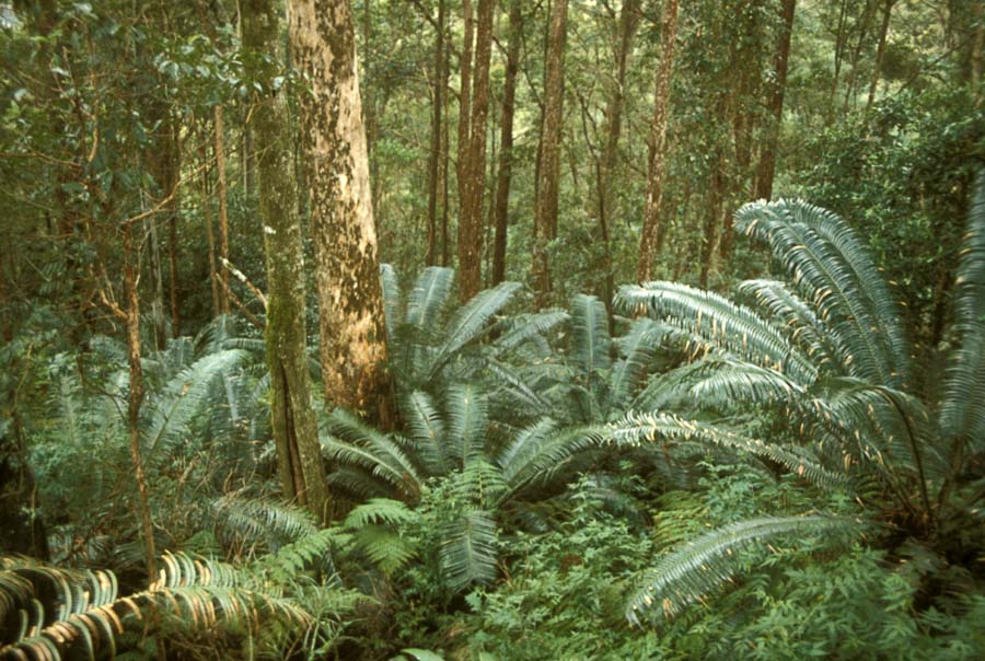Zamiaceae Lepidozamia peroffskyana