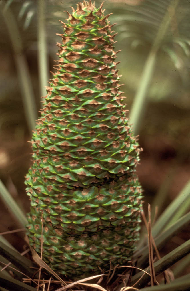 Zamiaceae Lepidozamia peroffskyana