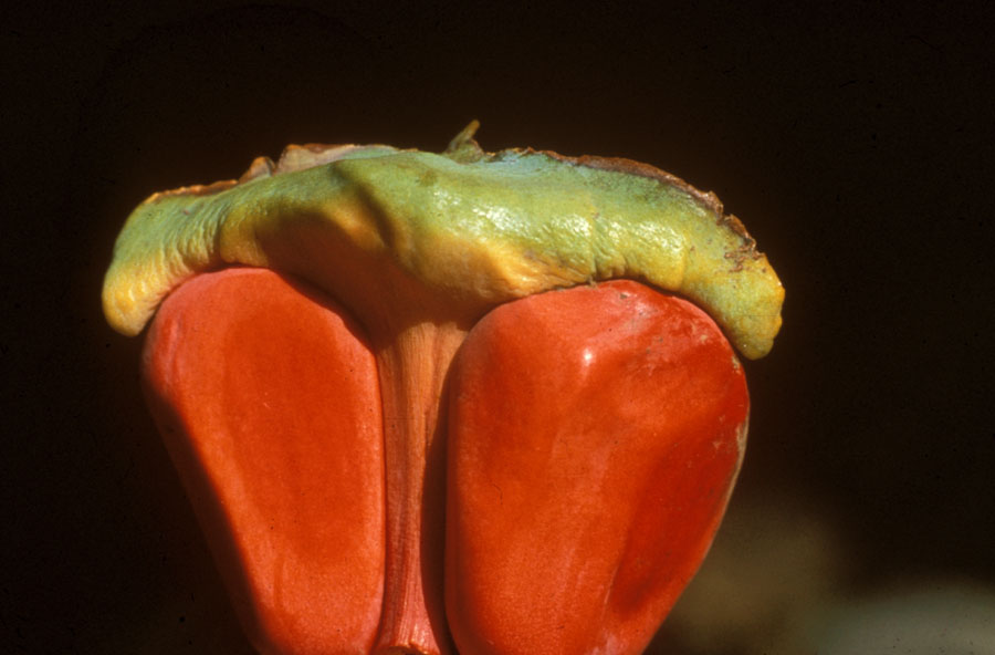 Zamiaceae Lepidozamia 