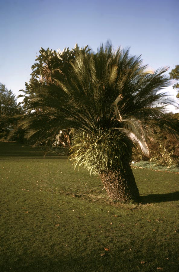 Zamiaceae Macrozamia 