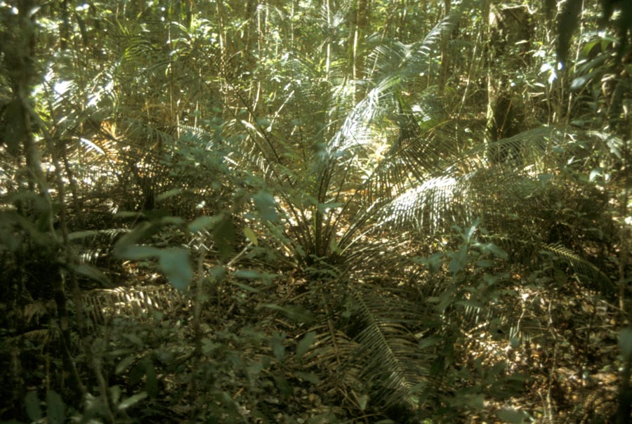 Zamiaceae Macrozamia 