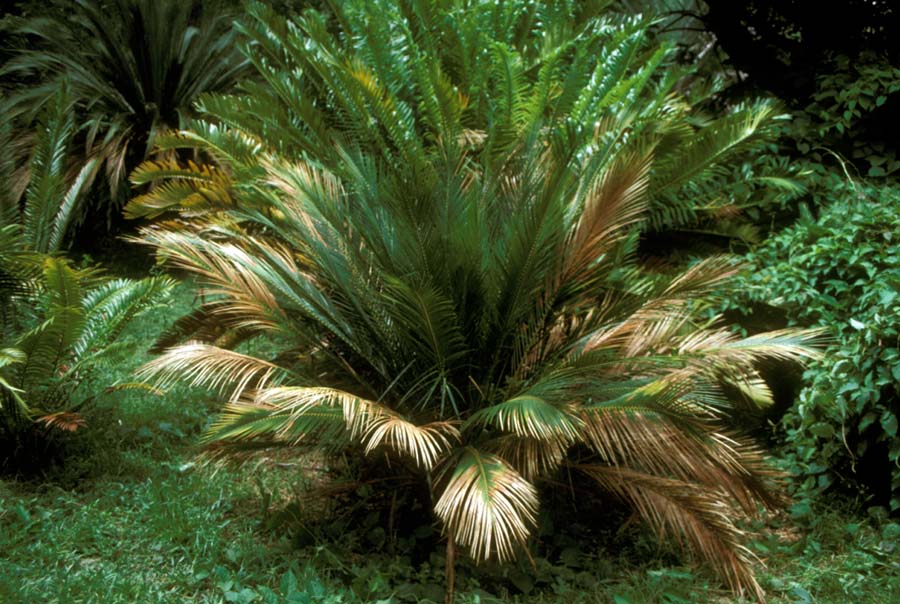 Zamiaceae Macrozamia miquelii