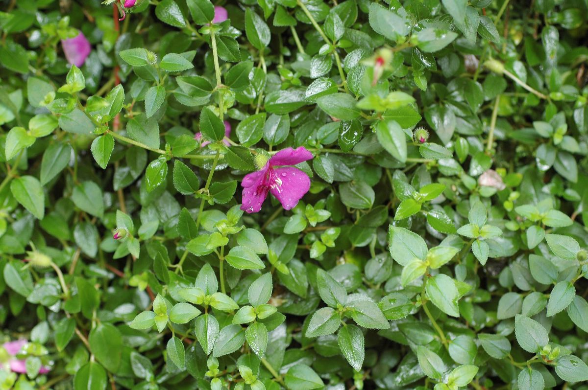 Melastomataceae Heterocentron elegans