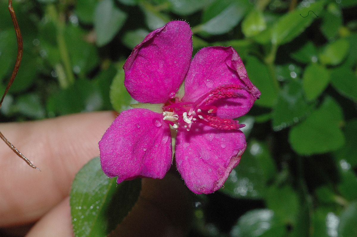 Melastomataceae Heterocentron elegans