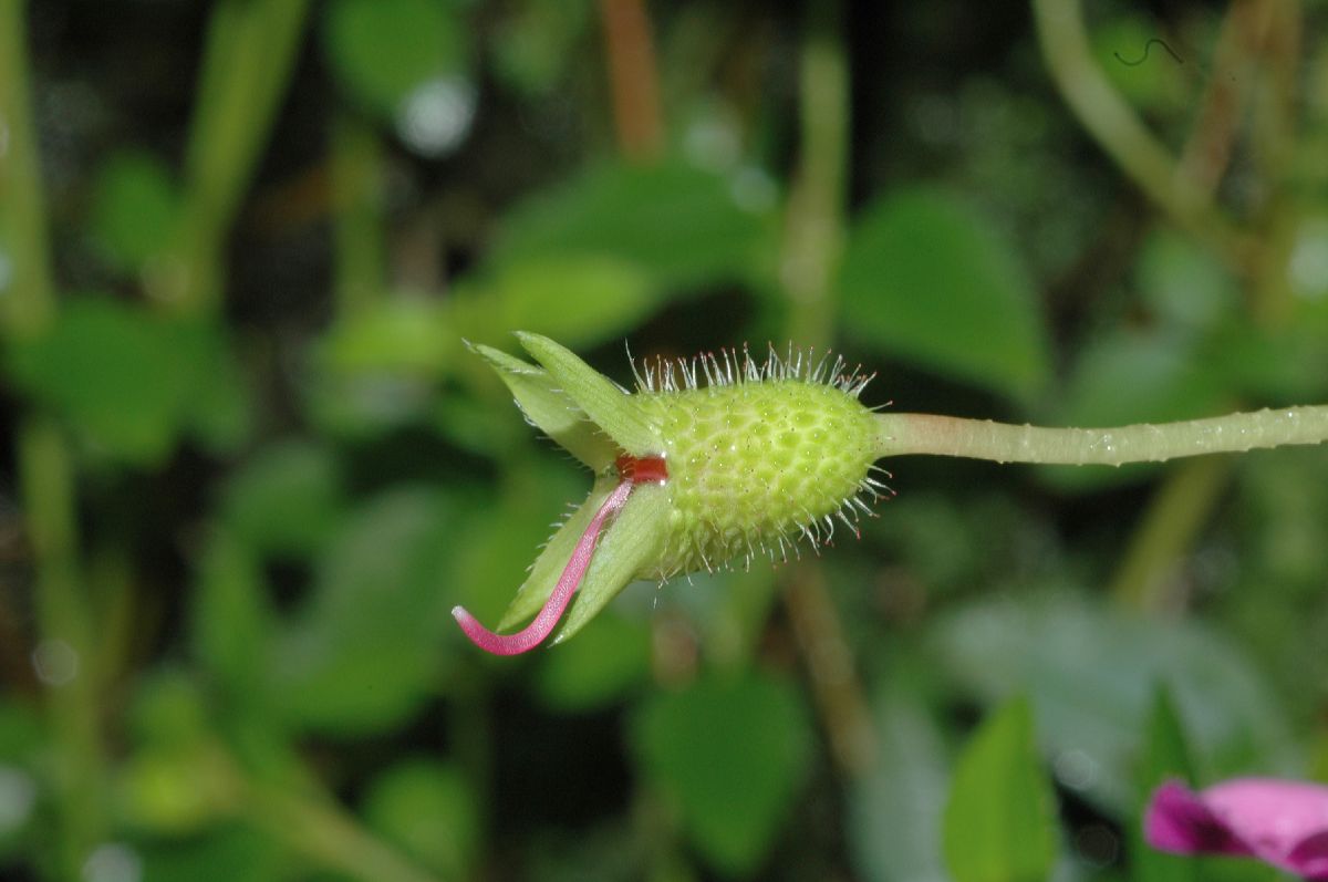 Melastomataceae Heterocentron elegans