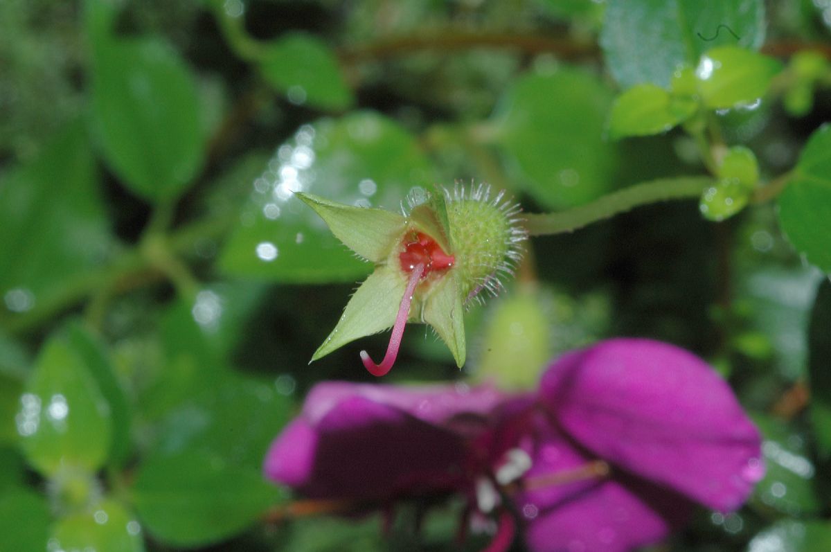 Melastomataceae Heterocentron elegans