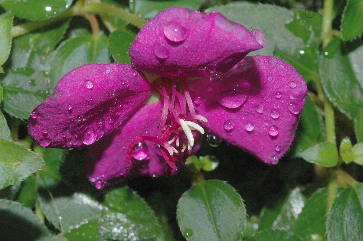 Melastomataceae Heterocentron elegans