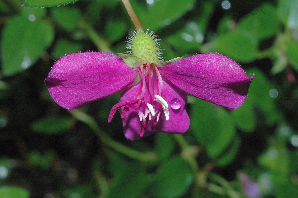 Melastomataceae Heterocentron elegans